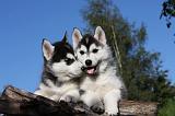 SIBERIAN HUSKY 720